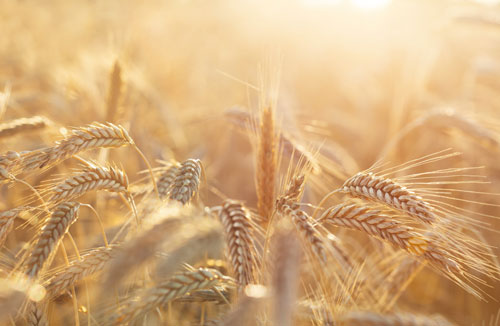 AdobeStock_408220789-web